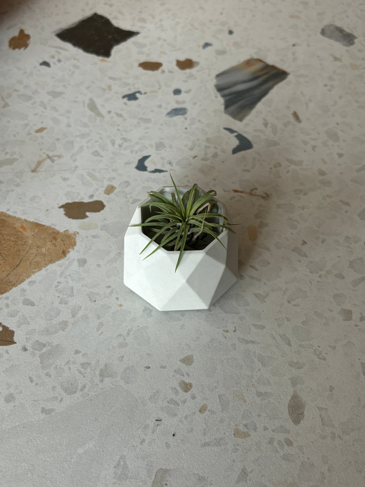 Mini pot géometrique en béton - Alma Plantes