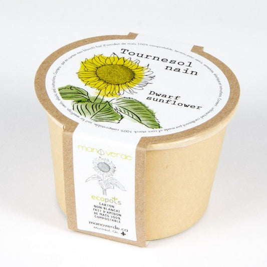 Minipot compostable - Tournesol nain - Alma Plantes