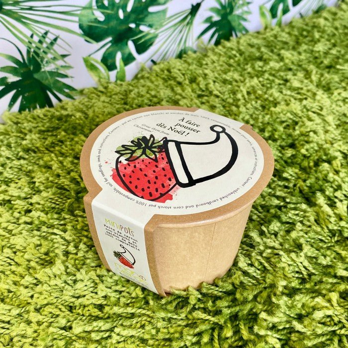 Minipot fraise alpine de Noël - Compostable - Alma Plantes