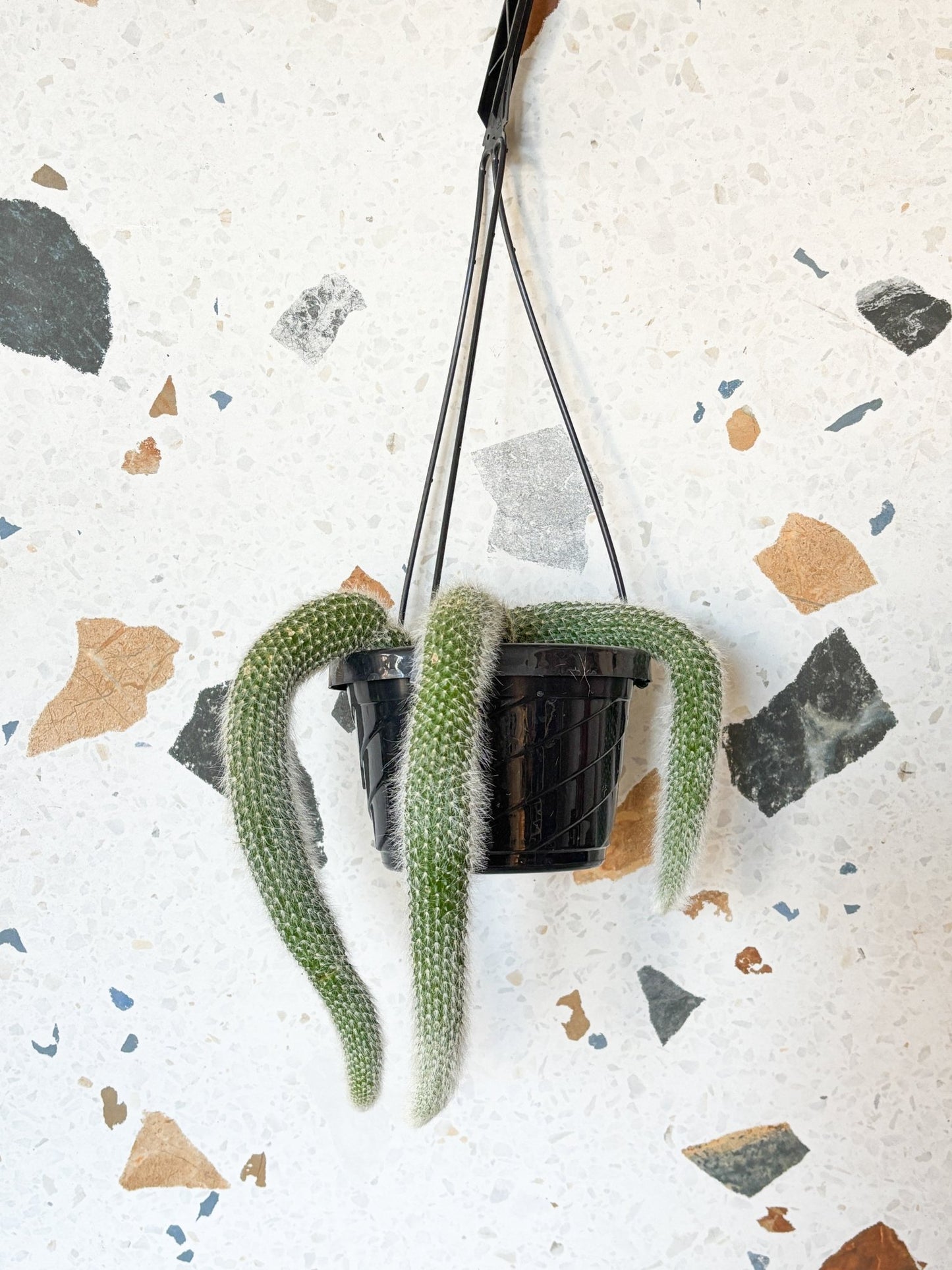 Monkey (Cactus) - Alma Plantes