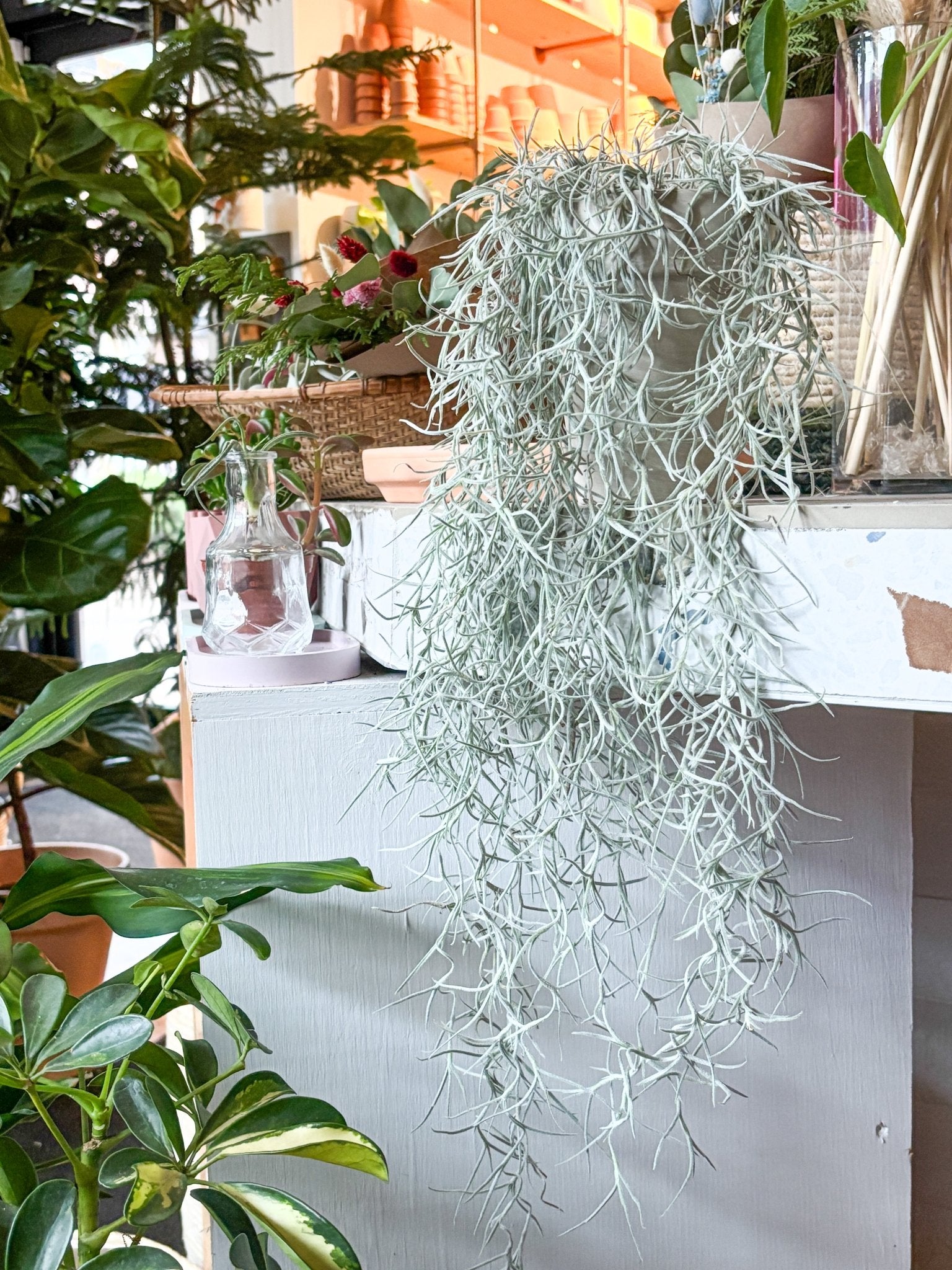 Mousse Espagnole - Alma Plantes