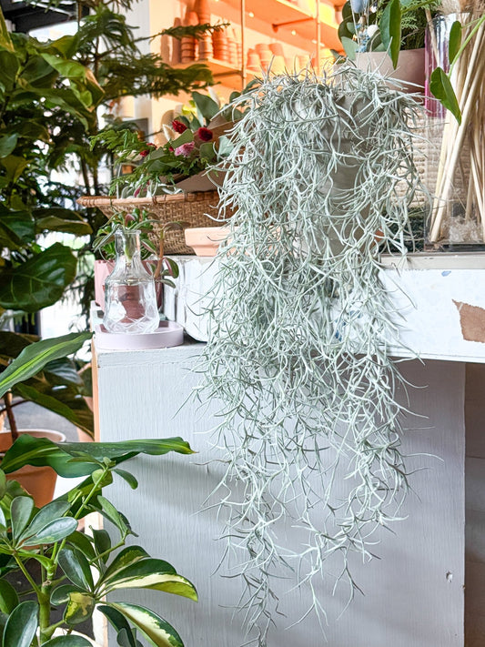 Mousse Espagnole - Alma Plantes