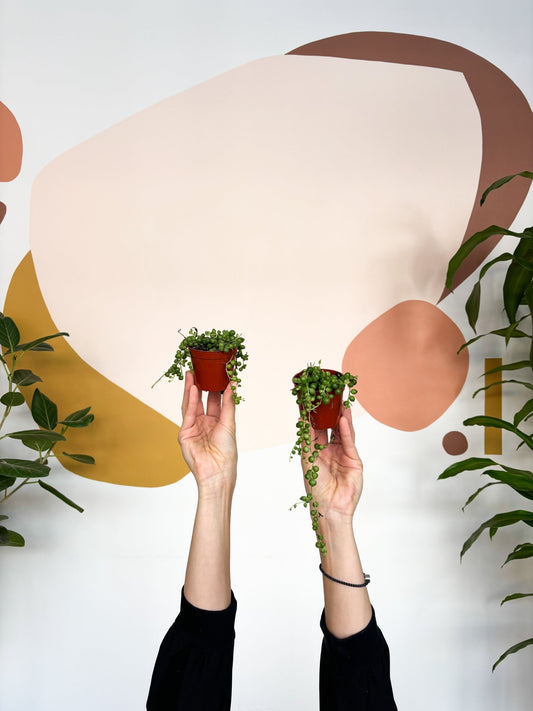 Mr. Bean (Senecio) - Alma Plantes