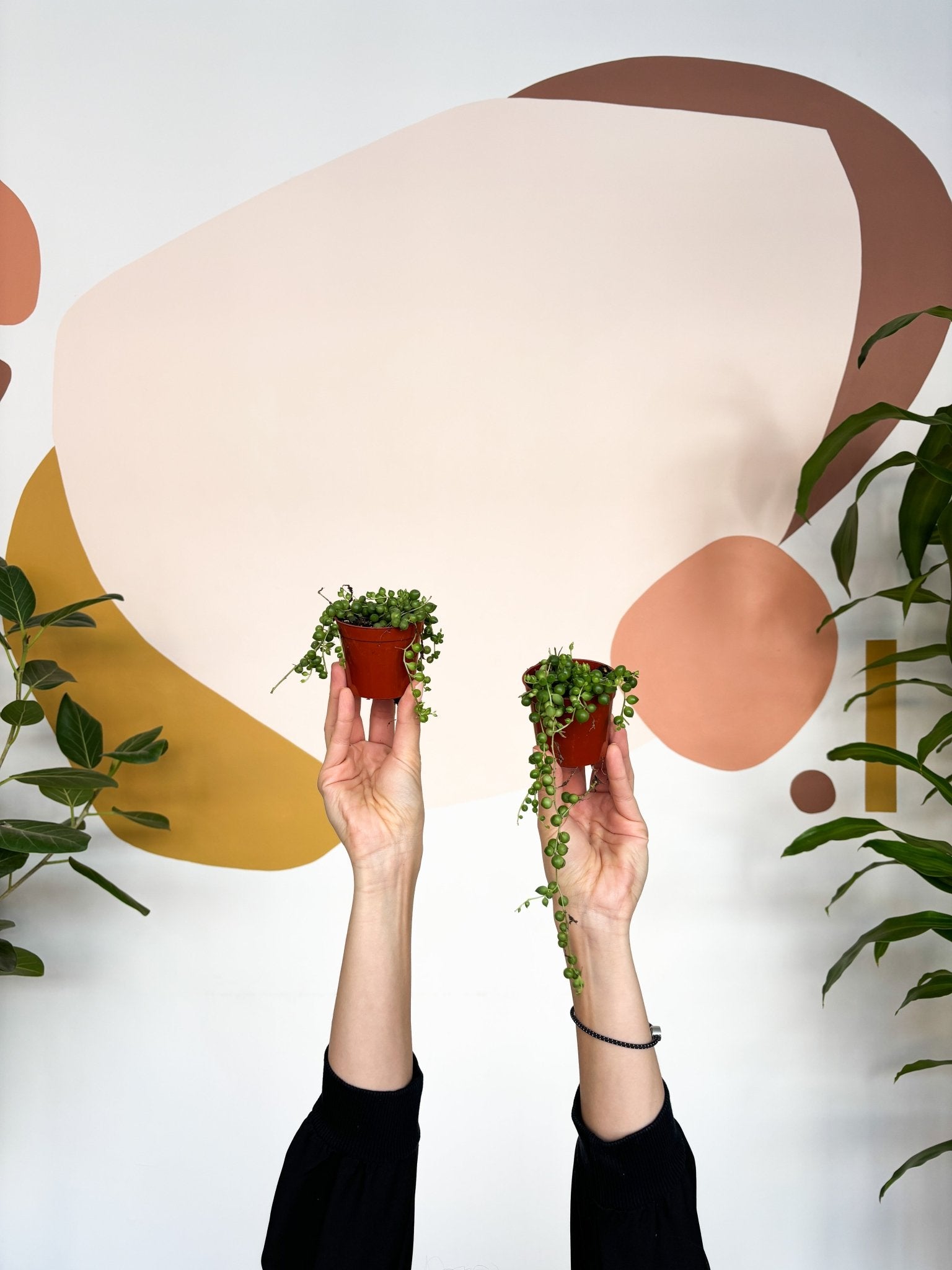 Mr. Bean (Senecio) - Alma Plantes