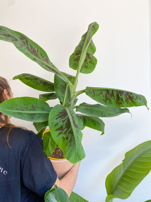 Musa (Bananier) - Alma Plantes