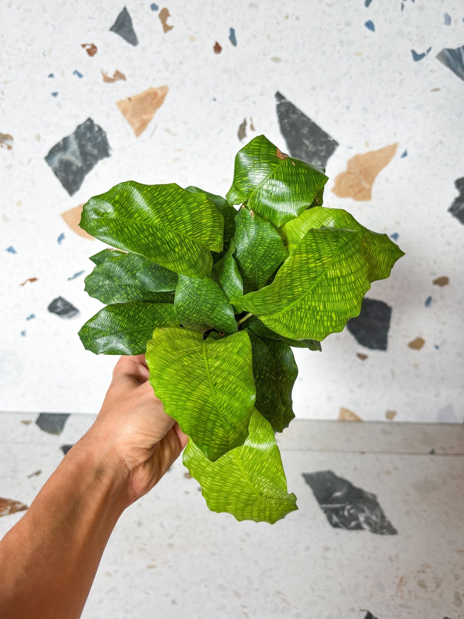 Musaica (Calathea) - Alma Plantes