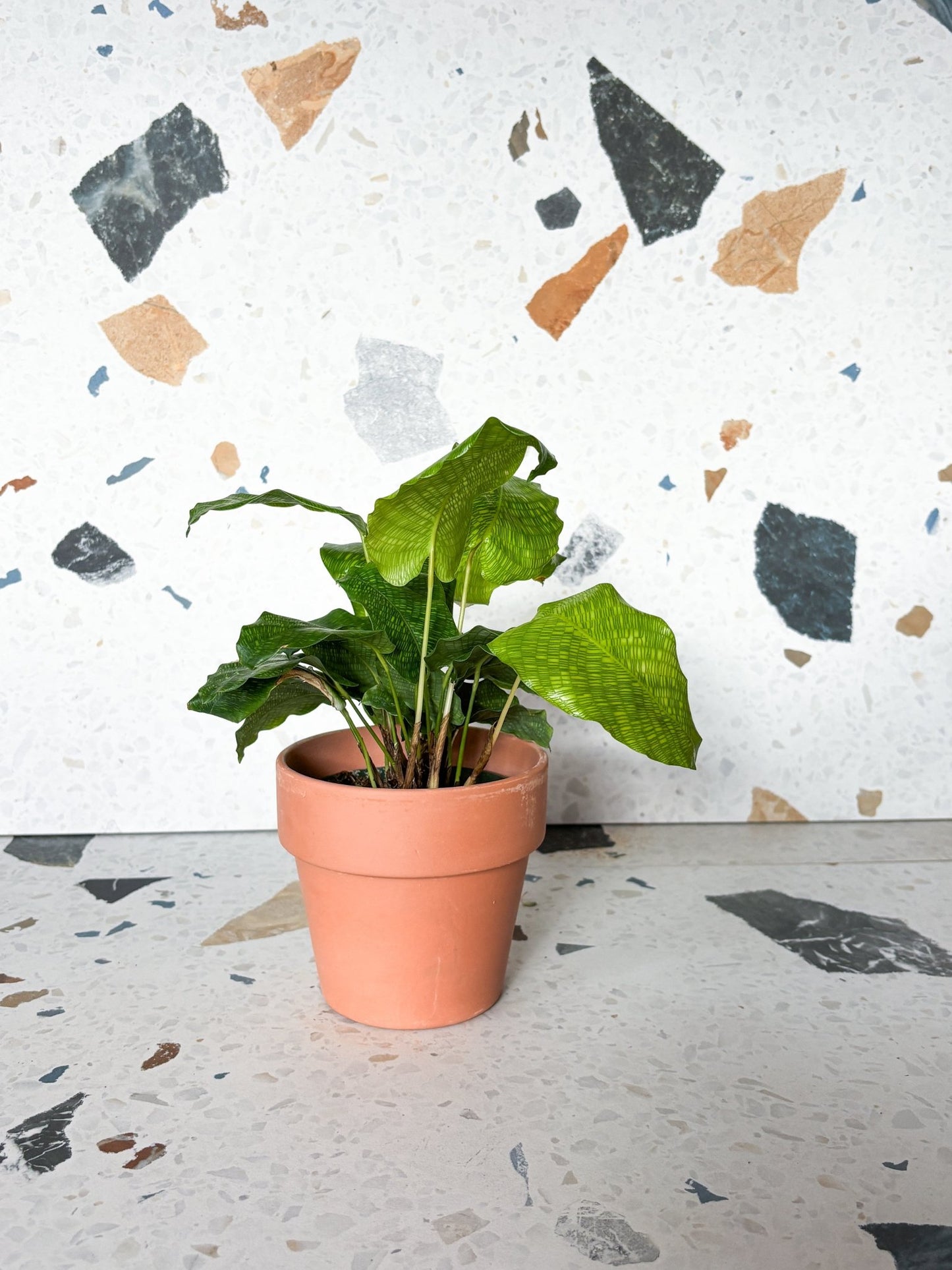 Musaica (Calathea) - Alma Plantes