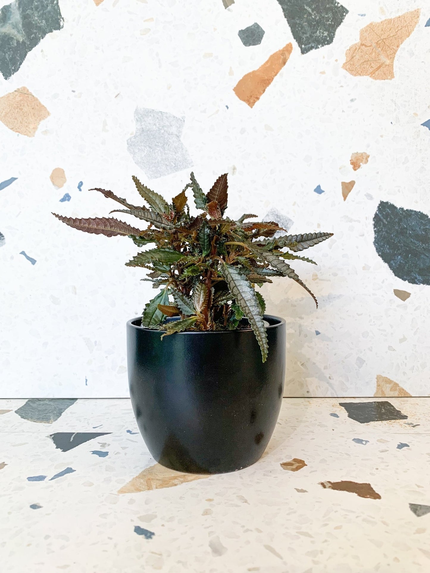 Mystery (pilea) - Alma Plantes