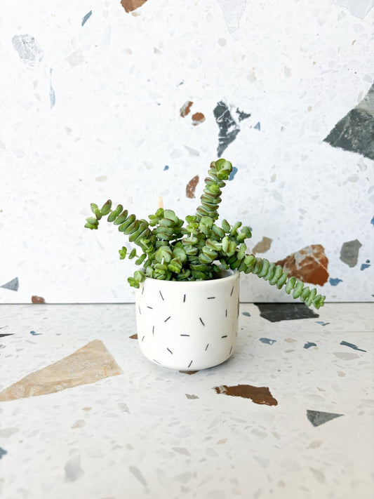 Necklace (Crassula) - Alma Plantes