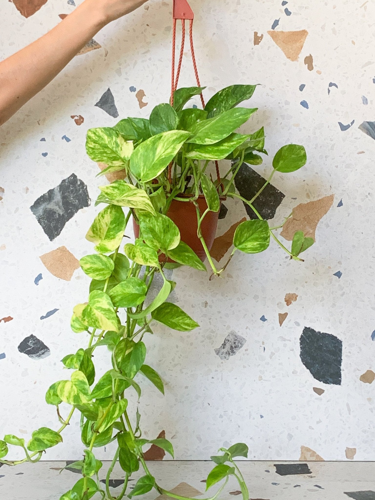 Neo (Pothos) - Alma Plantes