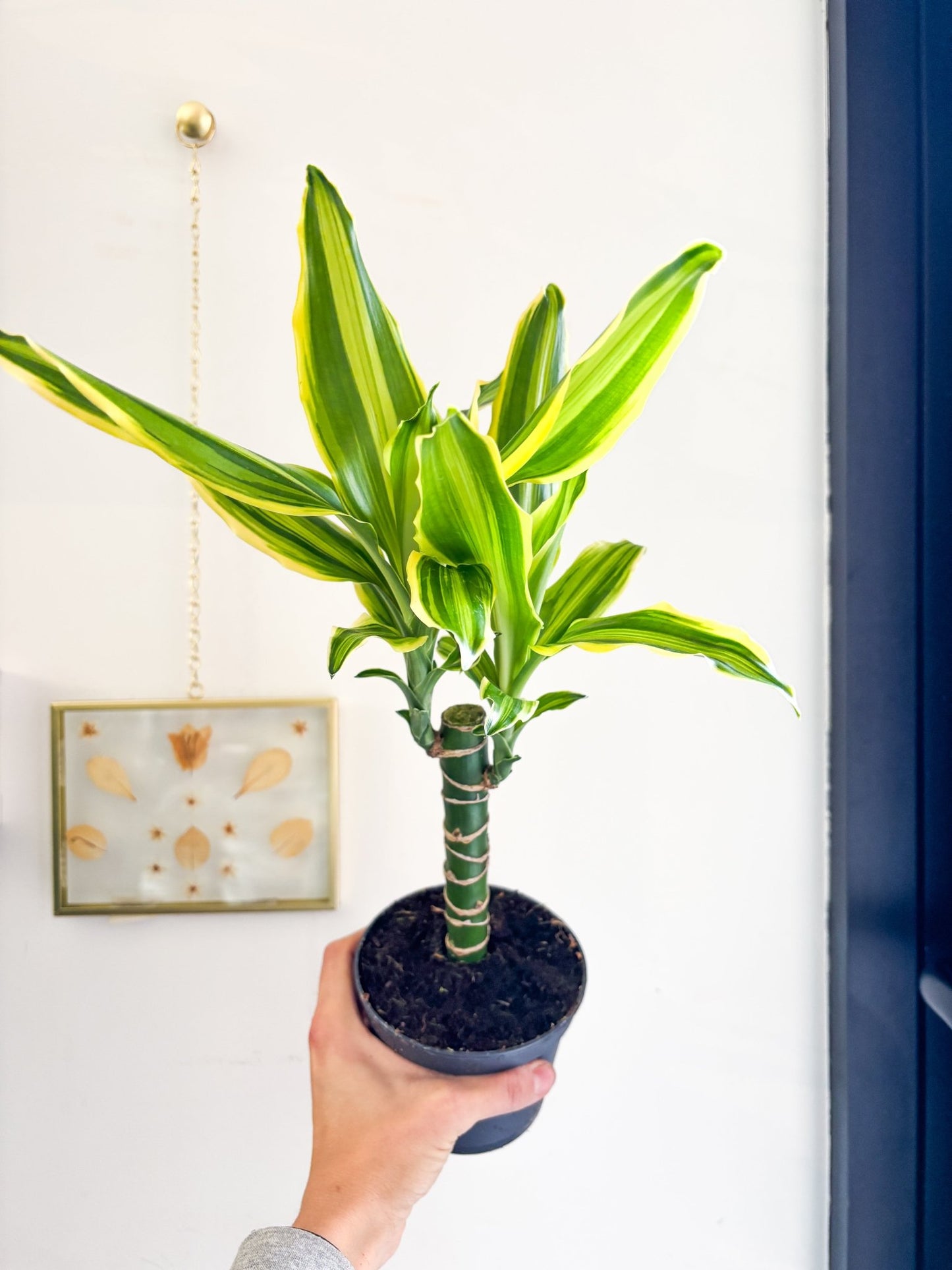 Neri (Dracaena) - Alma Plantes