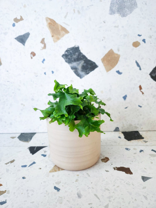Nicholas (Fougère) - Alma Plantes