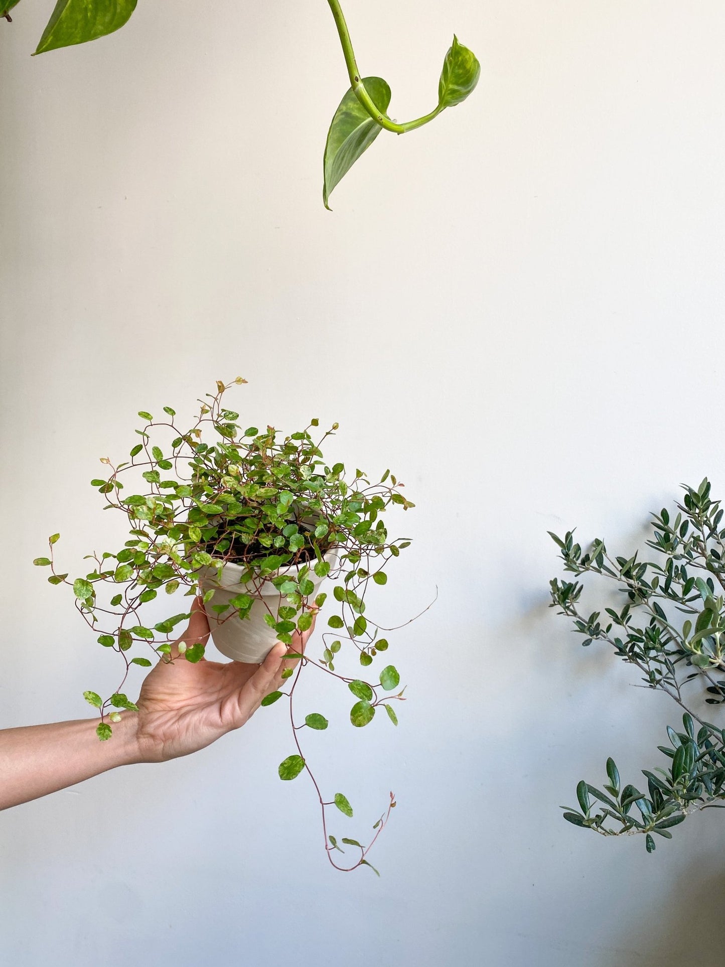 Nina (Muehlenbeckia) - Alma Plantes