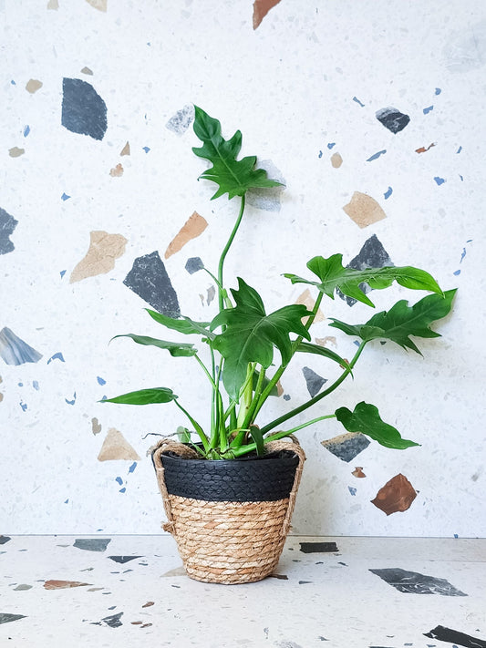 Noni (philodendron) - Alma Plantes