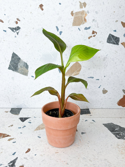 Nono (Bananier) - Alma Plantes