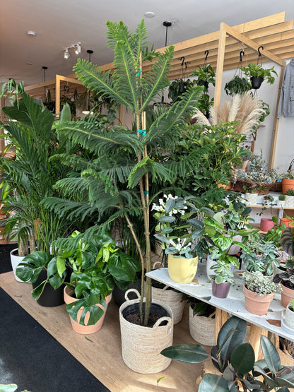 Normand (Pin Norfolk) - Alma Plantes