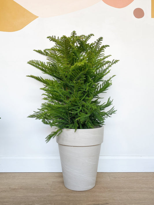 Normand (Pin Norfolk) - Alma Plantes