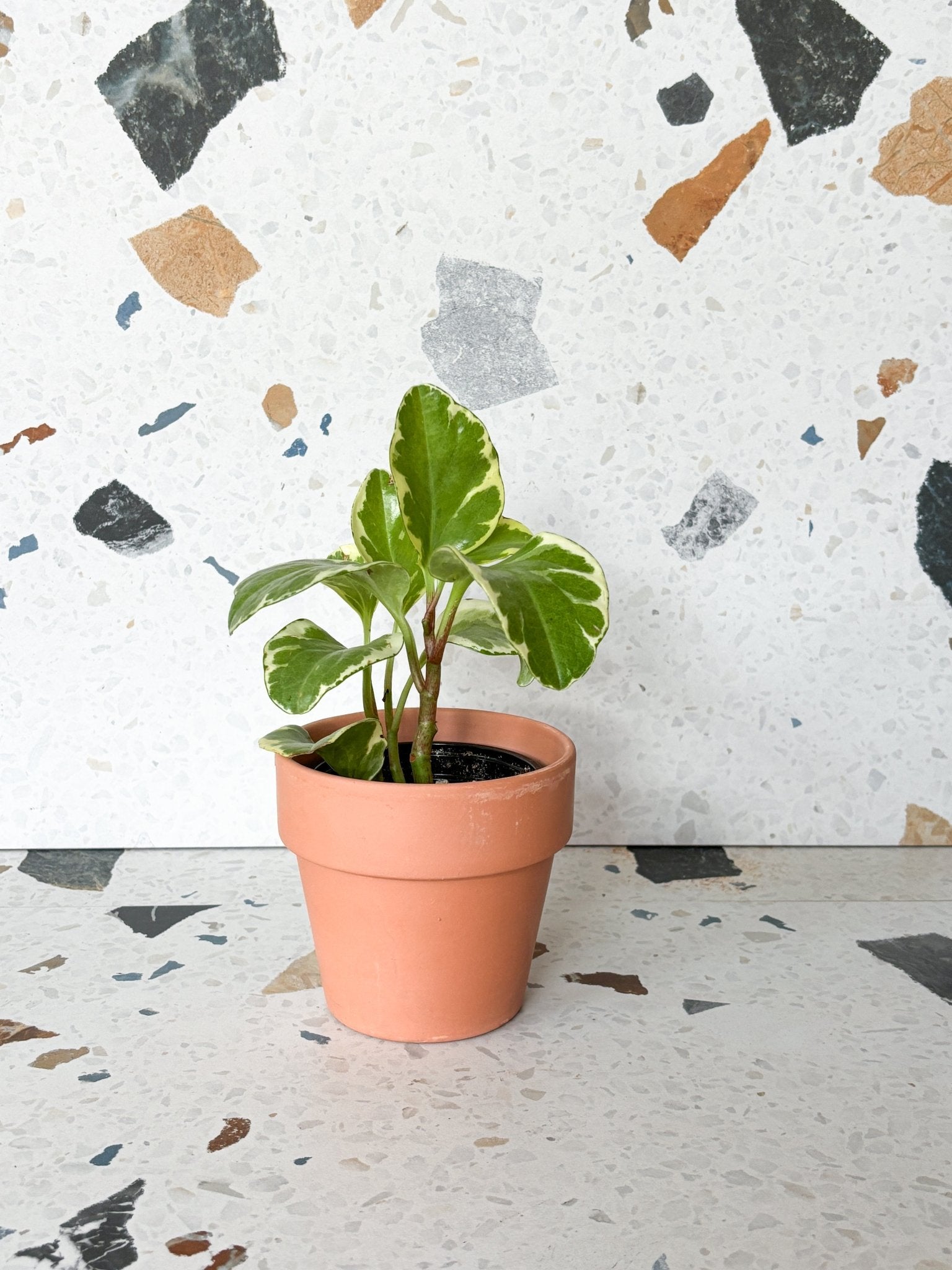 Olga (Peperomia) - Alma Plantes