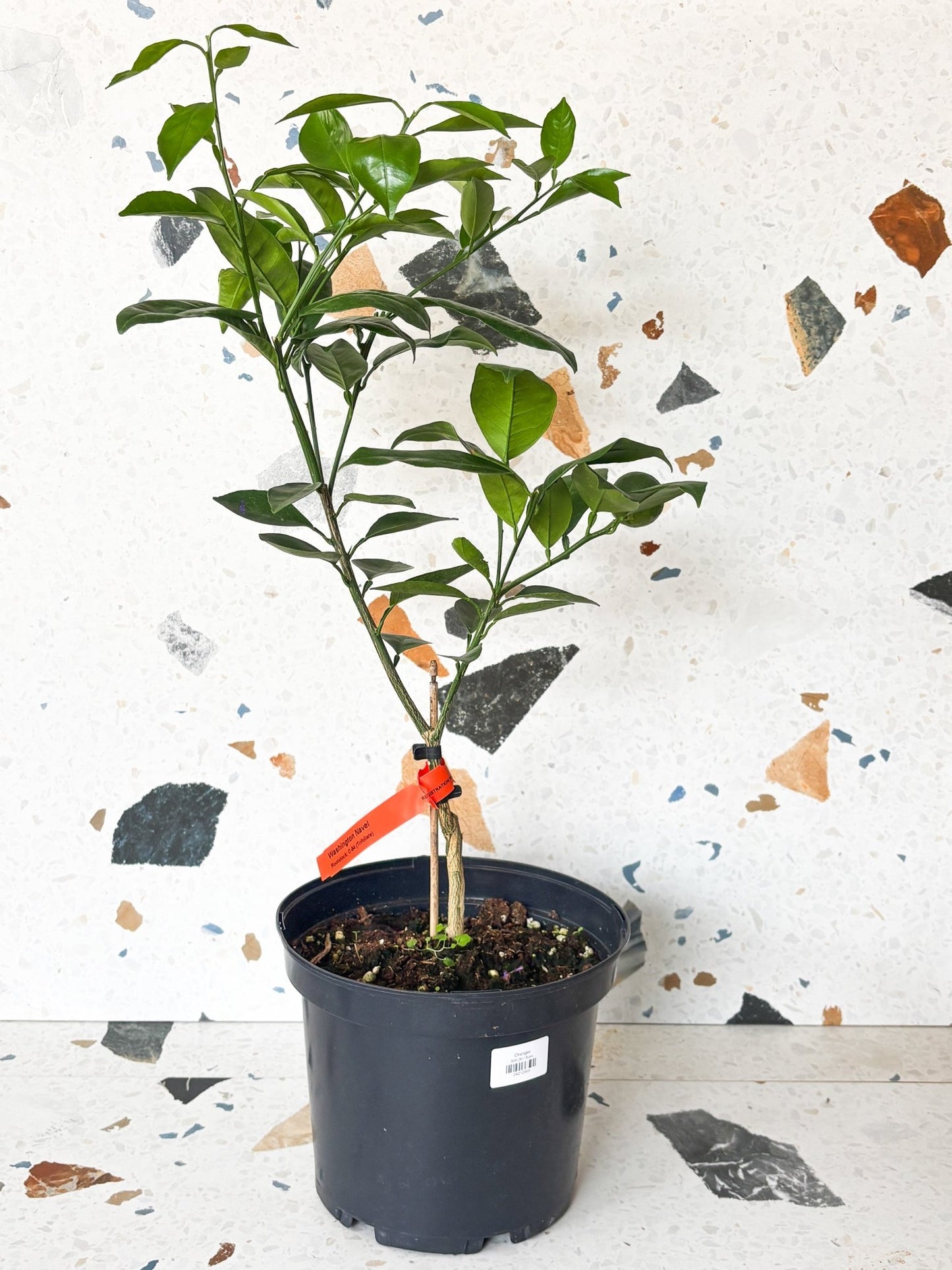 Oranger - Alma Plantes