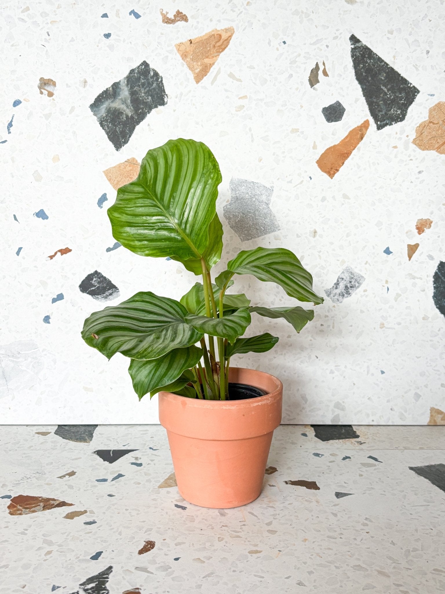 Oskar (Calathea) - Alma Plantes
