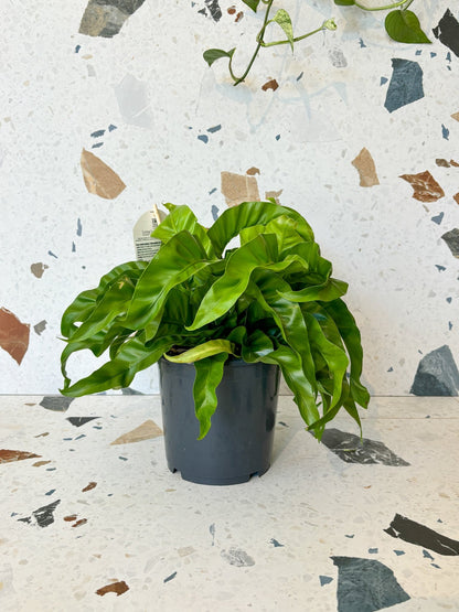 Ouragan (fougère) - Alma Plantes