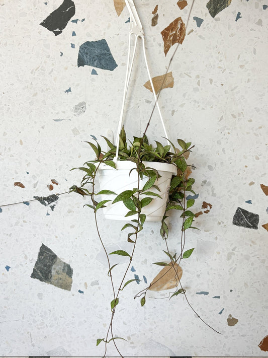 Padme (Hoya) - Alma Plantes