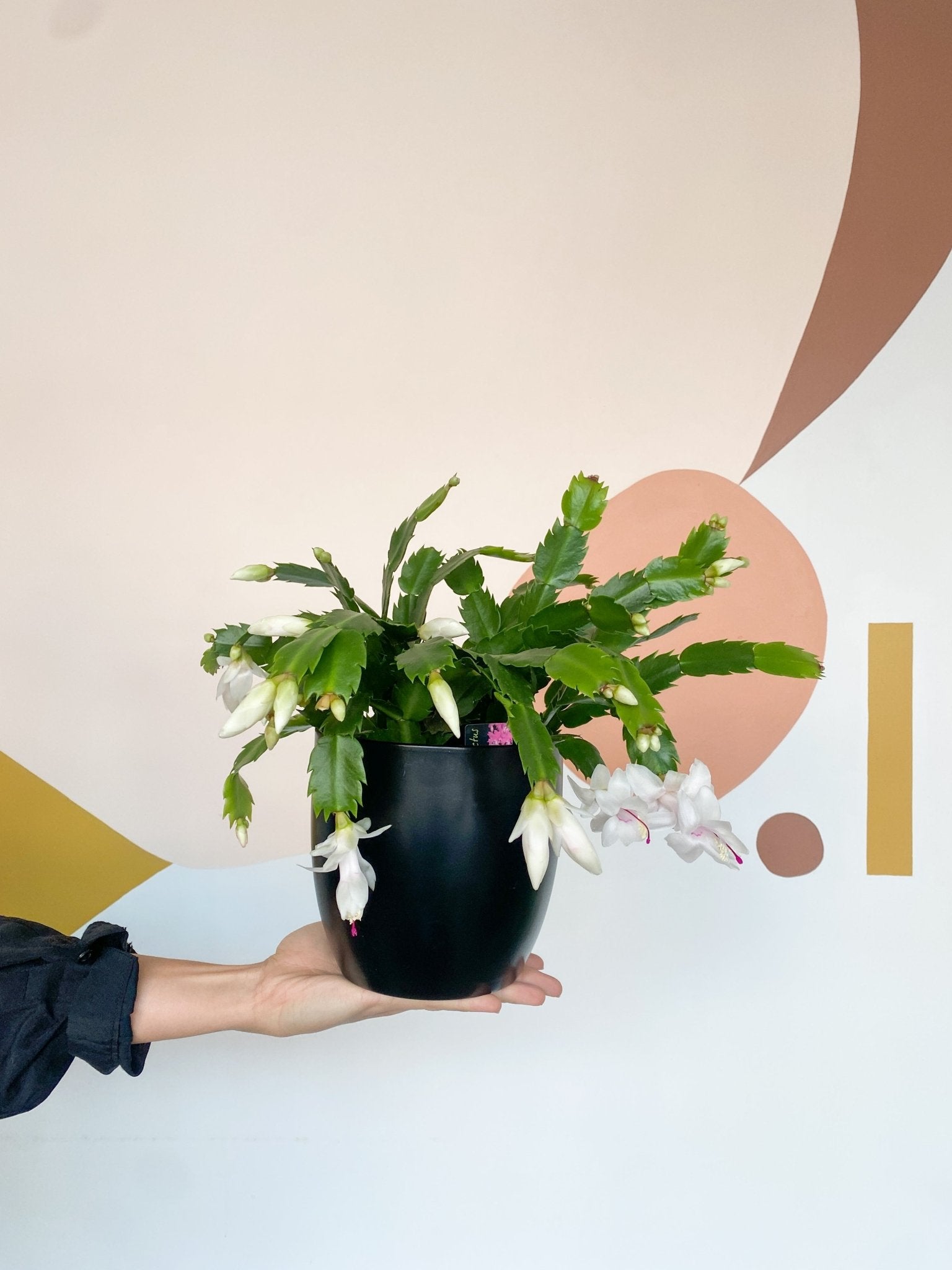 Pam (Schlumbergera) - Alma Plantes