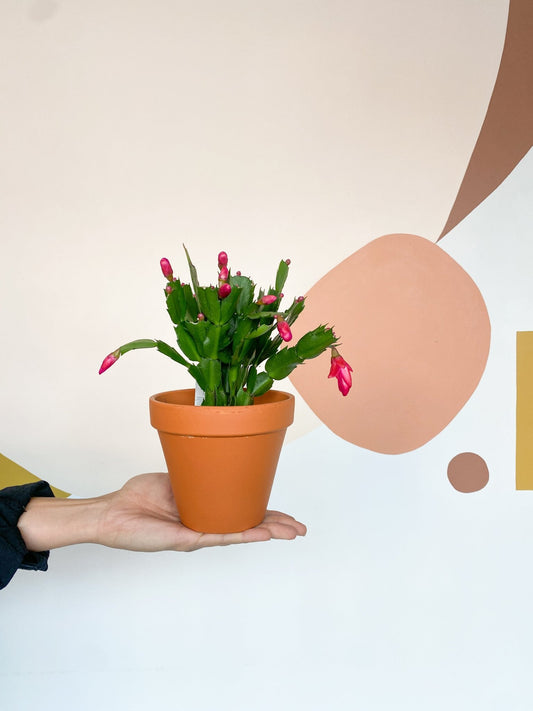 Pam (Schlumbergera) - Alma Plantes