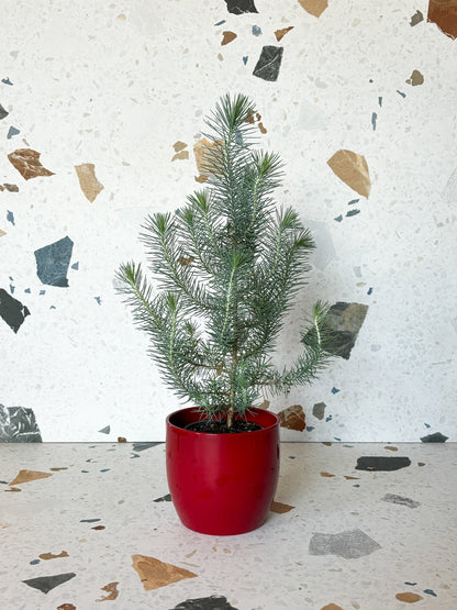 Pamela (Pin Parasol) - Alma Plantes