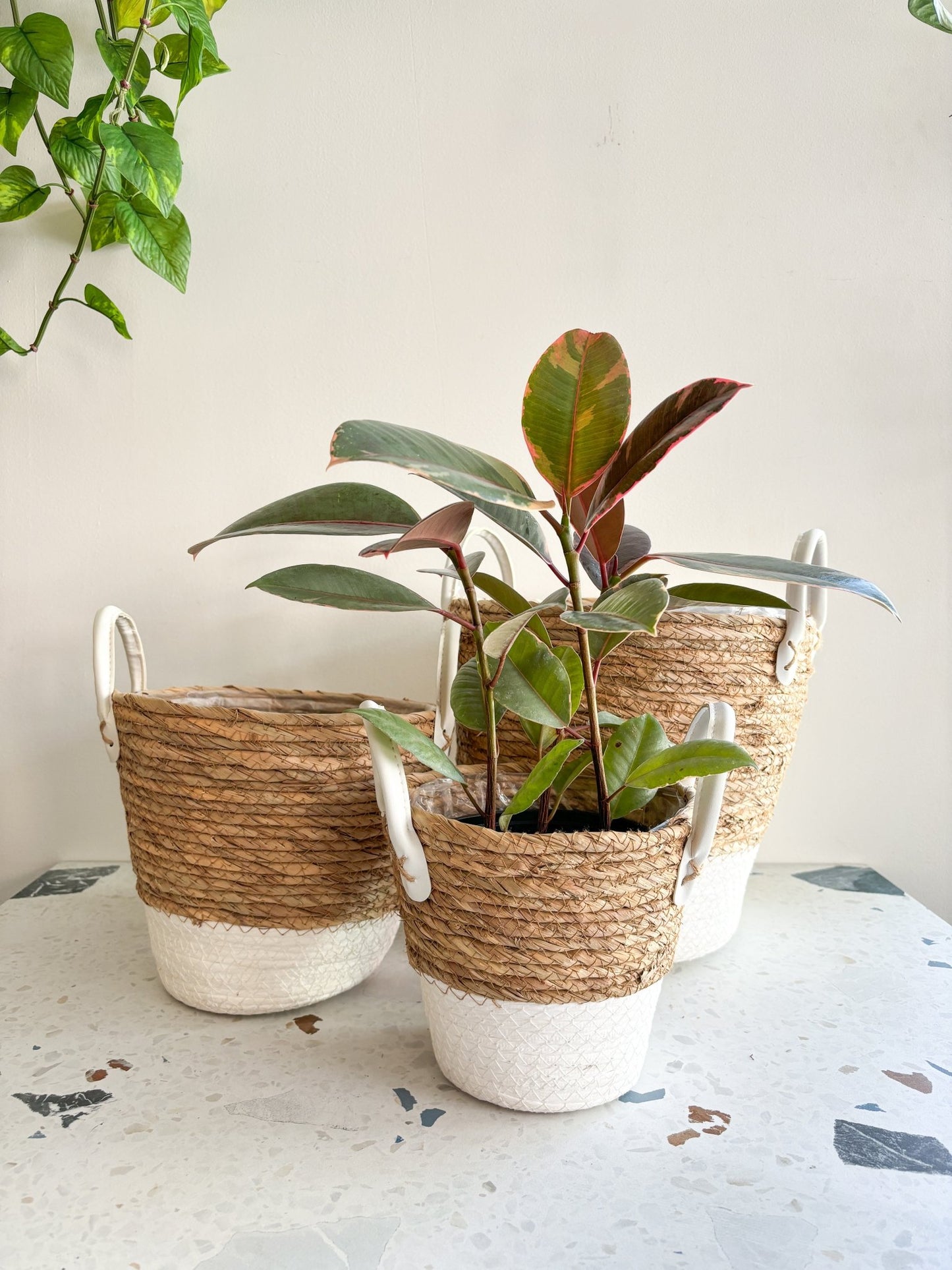 Panier en osier - Blanc & crème - Alma Plantes