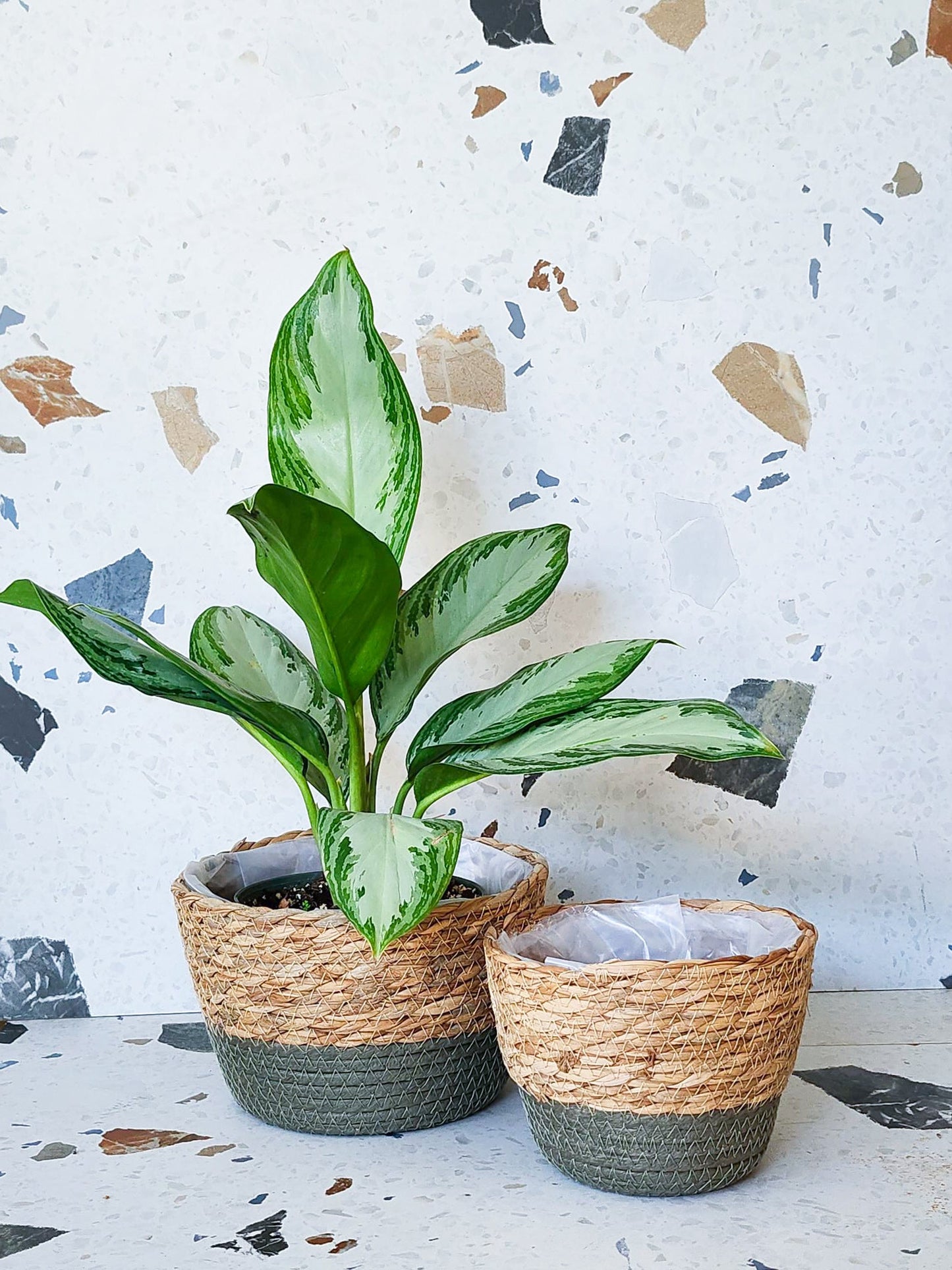 Panier en osier courte - Naturel & Vert - Alma Plantes