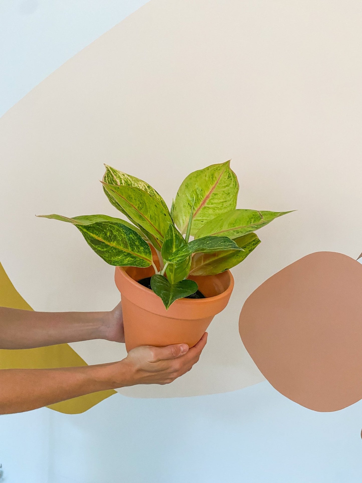 Papaya (Aglaonema) - Alma Plantes