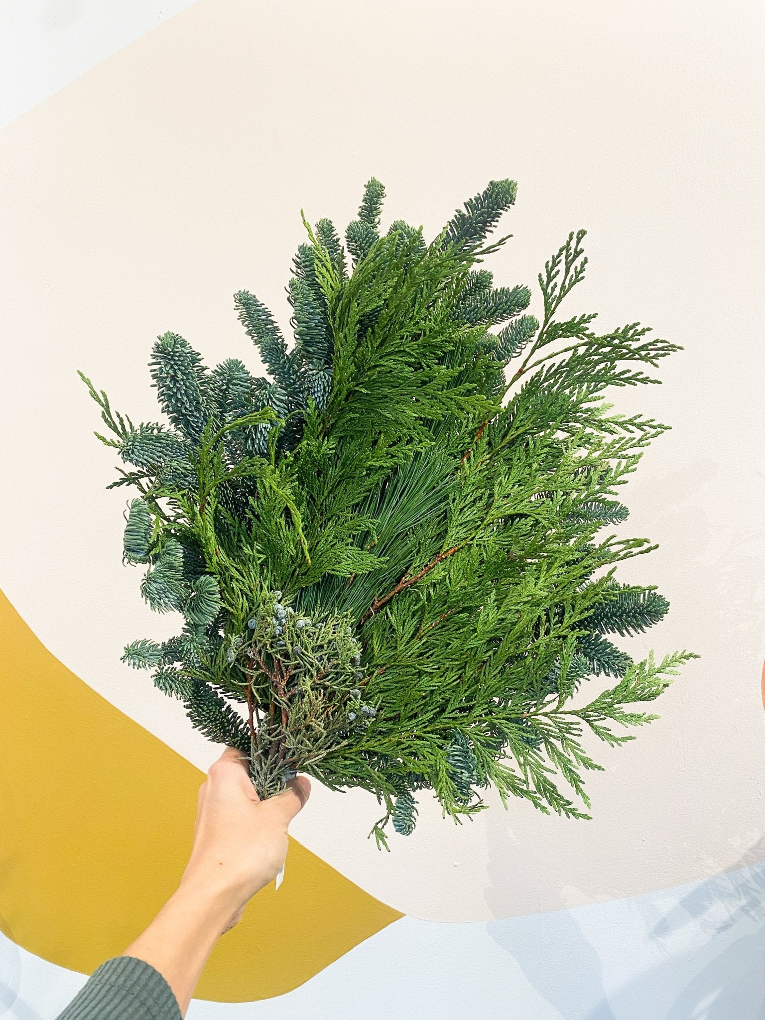 Paquet de sapinage mixte - Alma Plantes