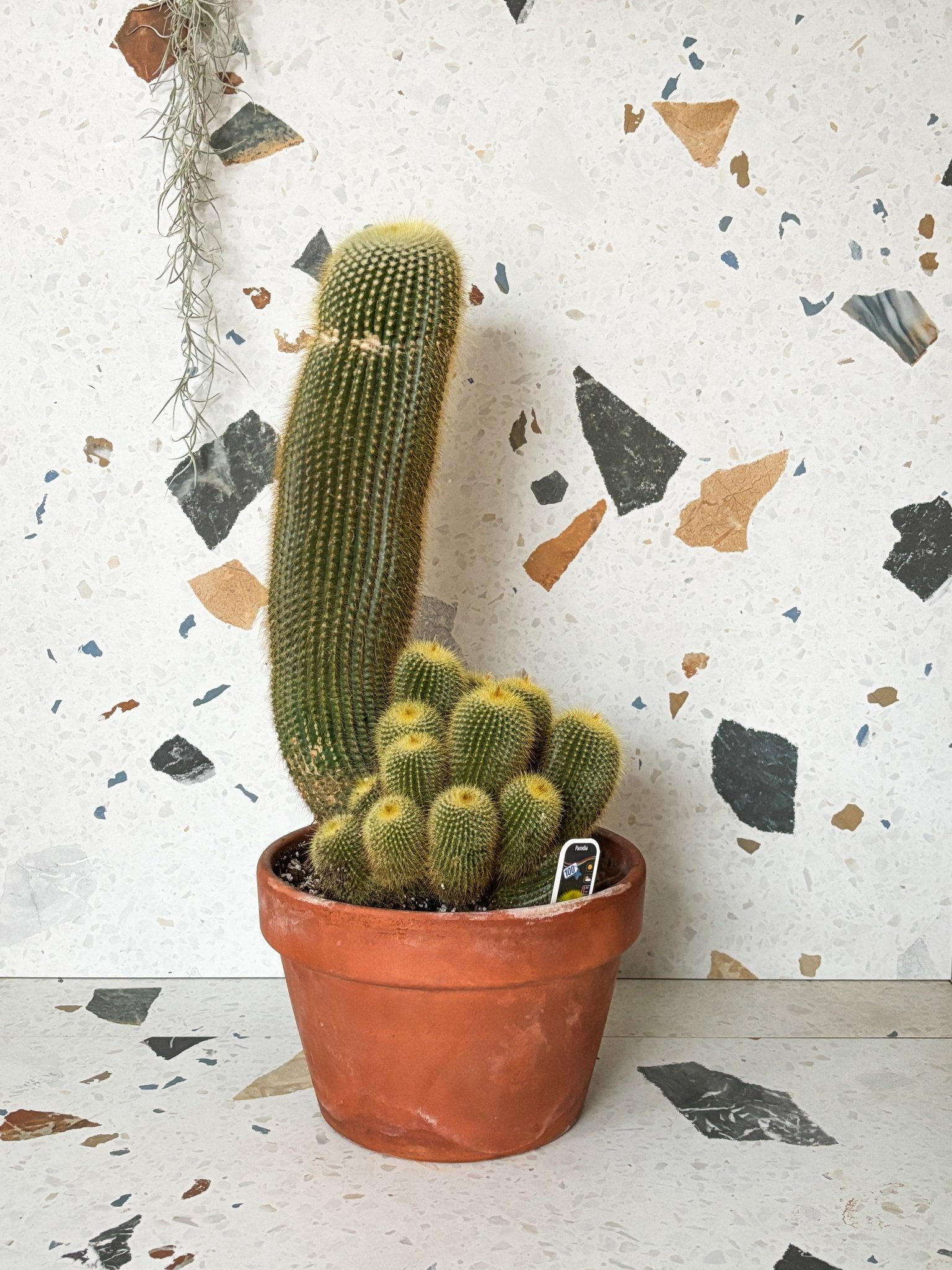 Parodia (Cactus) - Alma Plantes