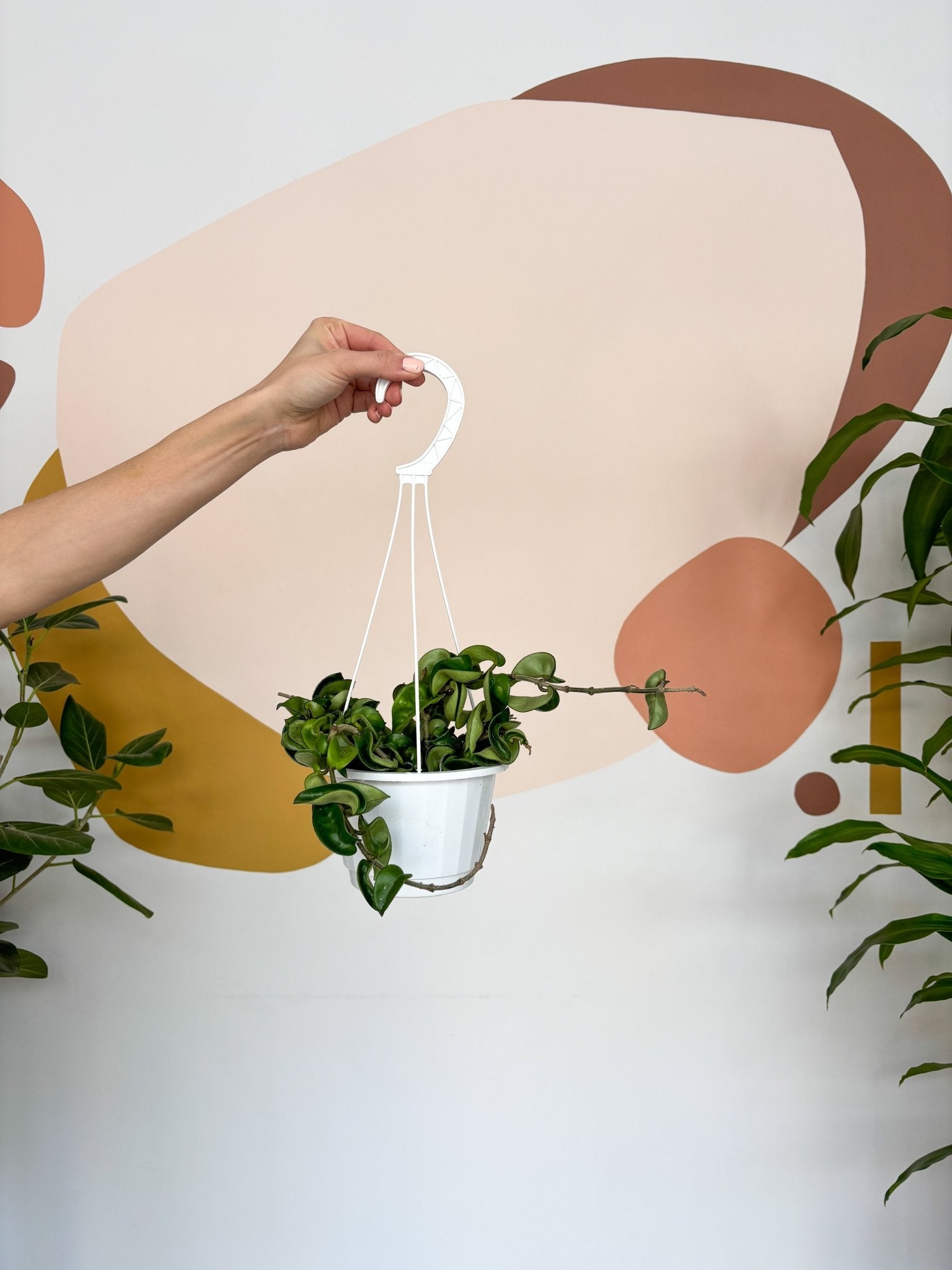 Patel (Hoya) - Alma Plantes