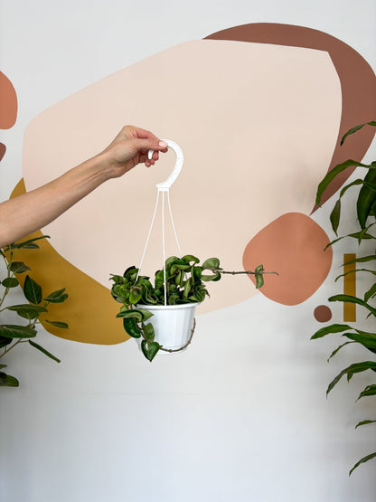 Patel (Hoya) - Alma Plantes