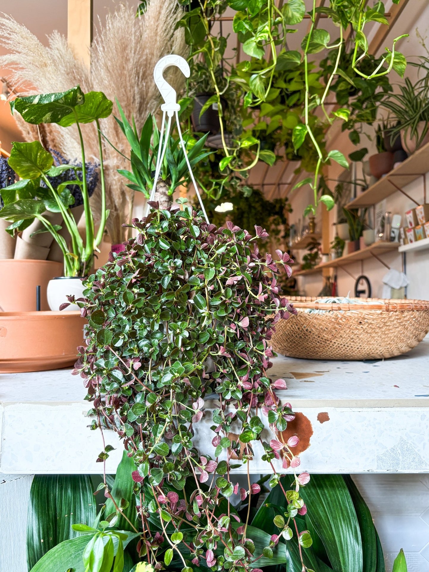 Paulo (Pilea) - Alma Plantes