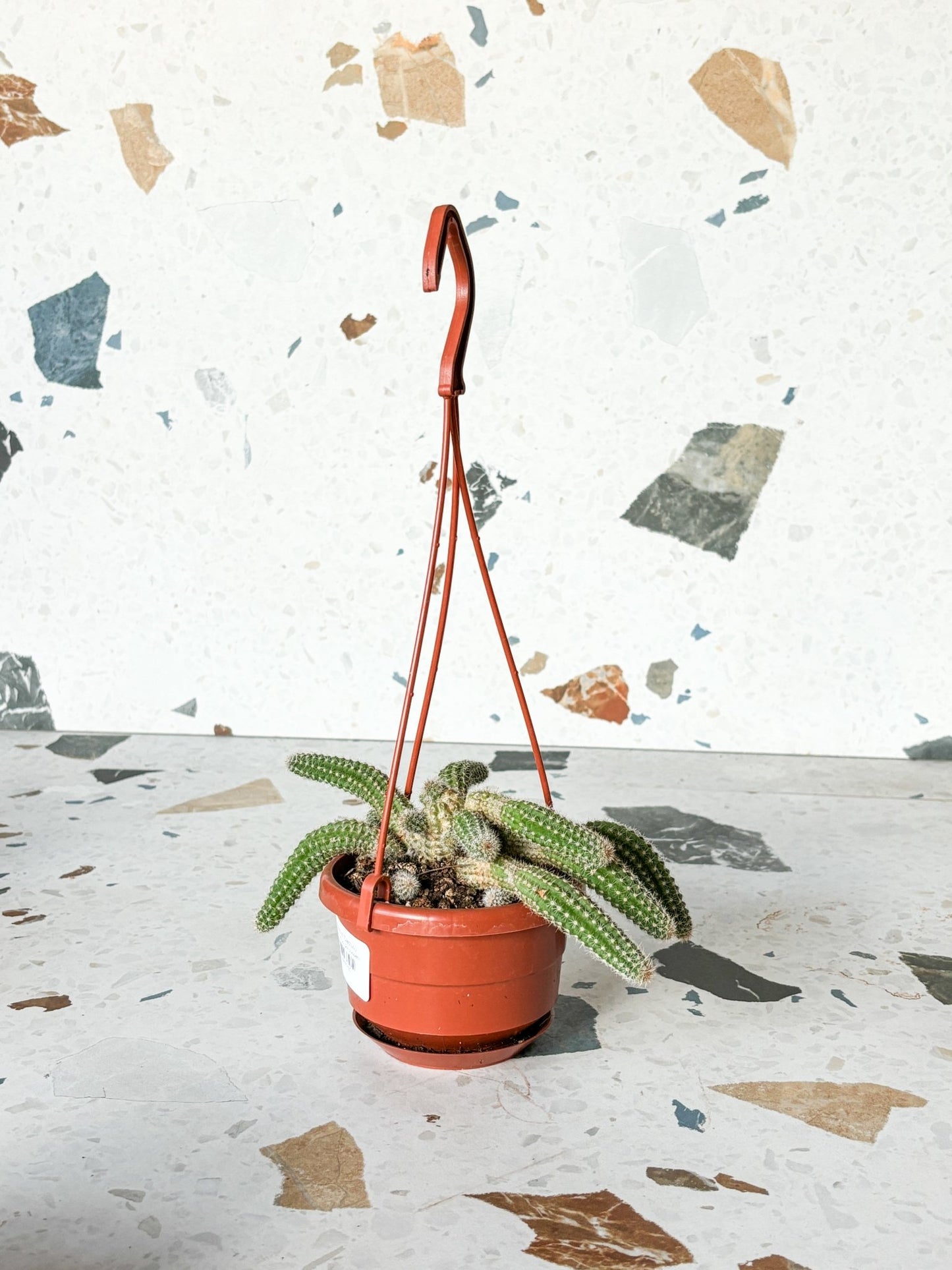 Peanut (Cactus) - Alma Plantes