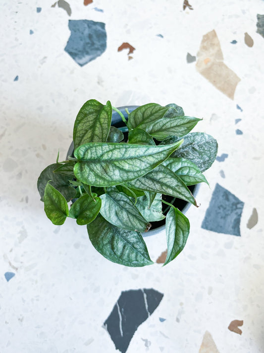 Pecana (Monstera) - Alma Plantes