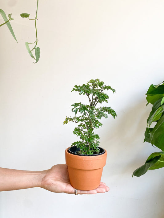 Perry (Aralia) - Alma Plantes