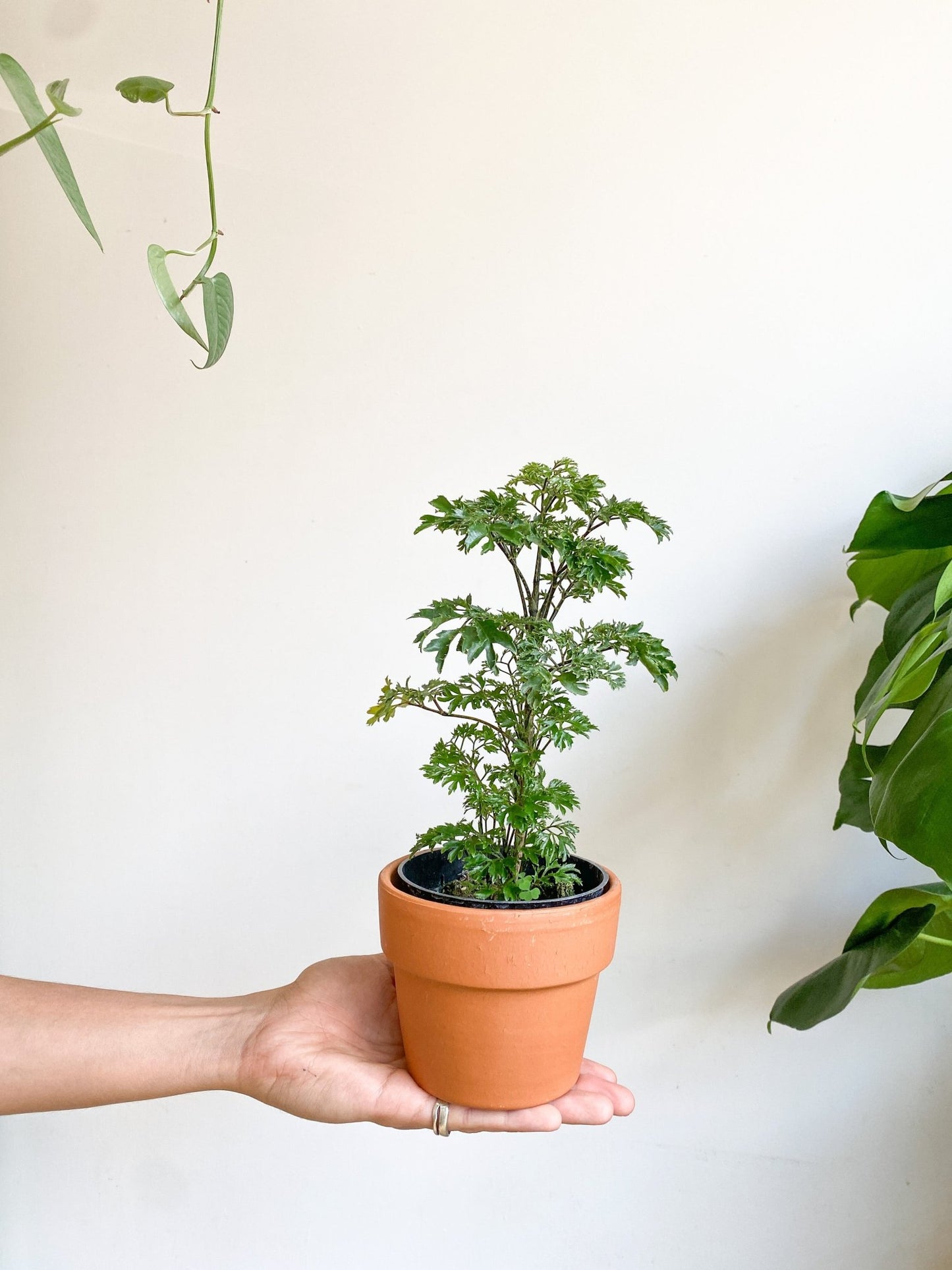 Perry (Aralia) - Alma Plantes
