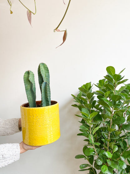 Perú (Cereus) - Alma Plantes