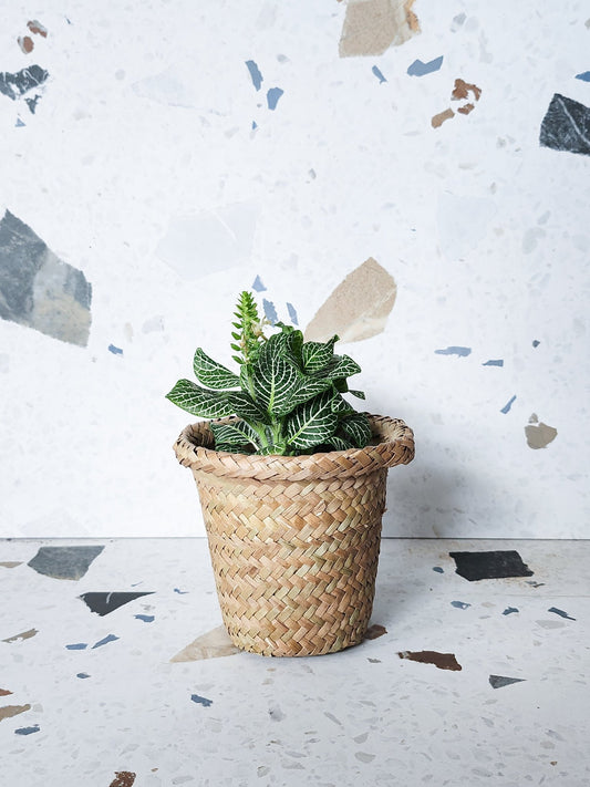 Petit panier en osier - Alma Plantes