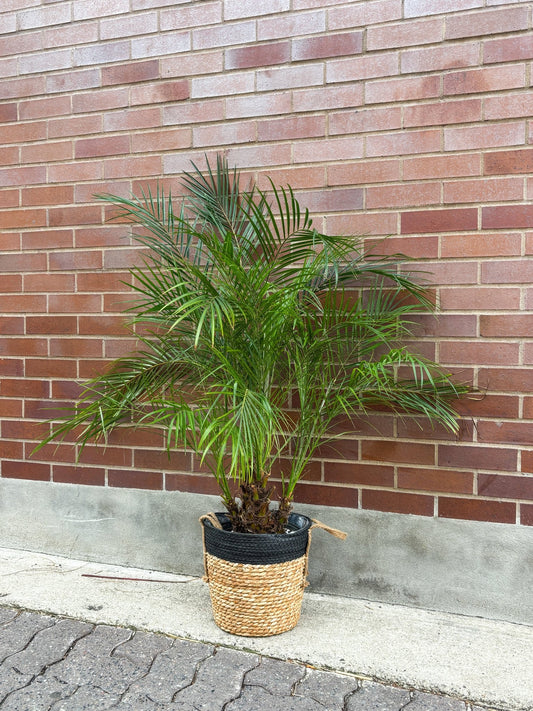 Phoenix (Palmier) - Alma Plantes