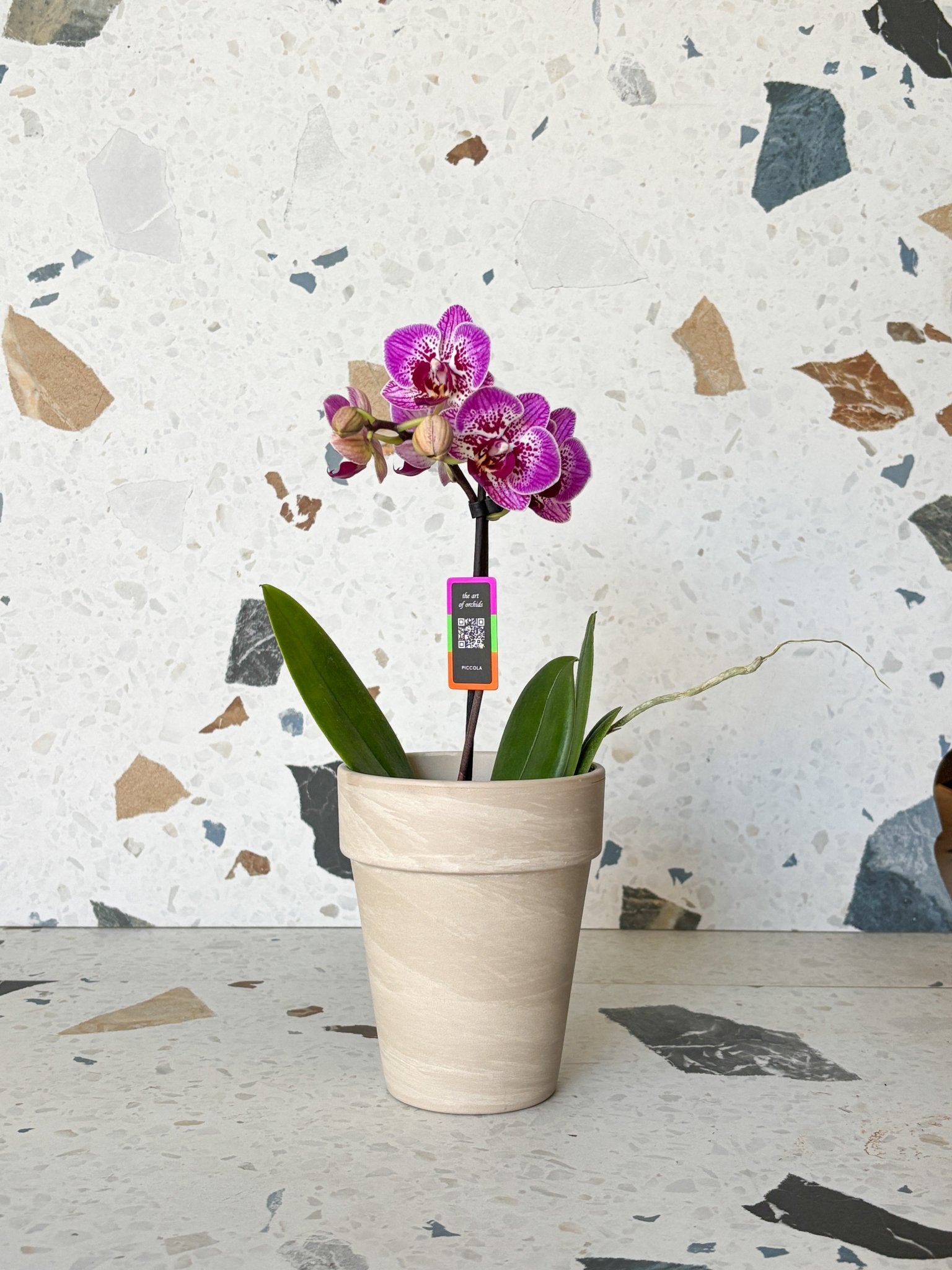 Piccola (Phalaenopsis) - Alma Plantes