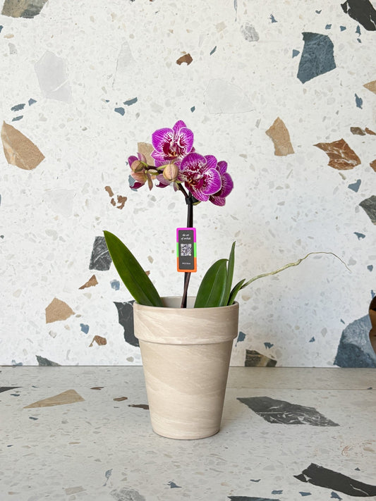 Piccola (Phalaenopsis) - Alma Plantes