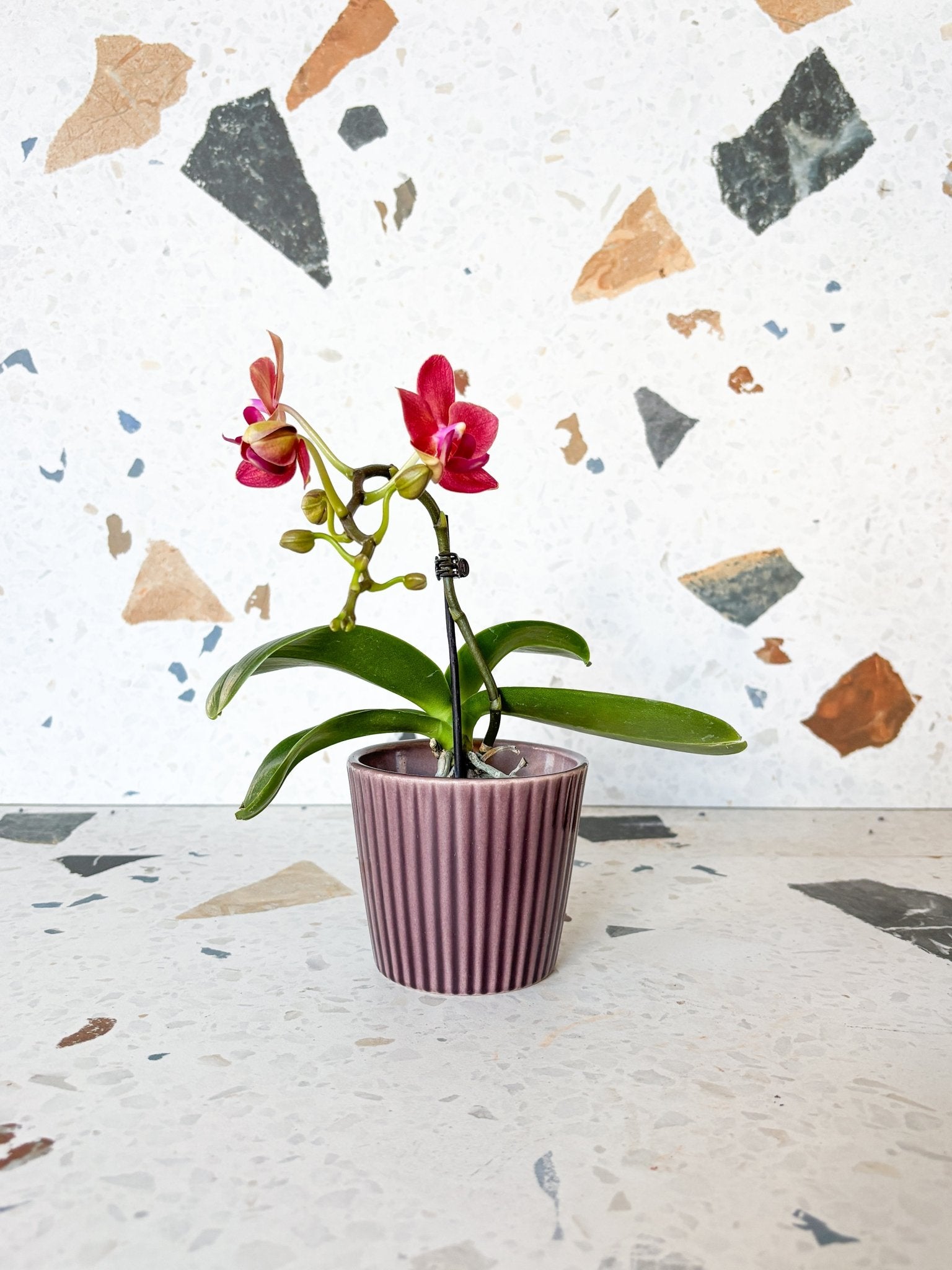 Piccola (Phalaenopsis) - Alma Plantes