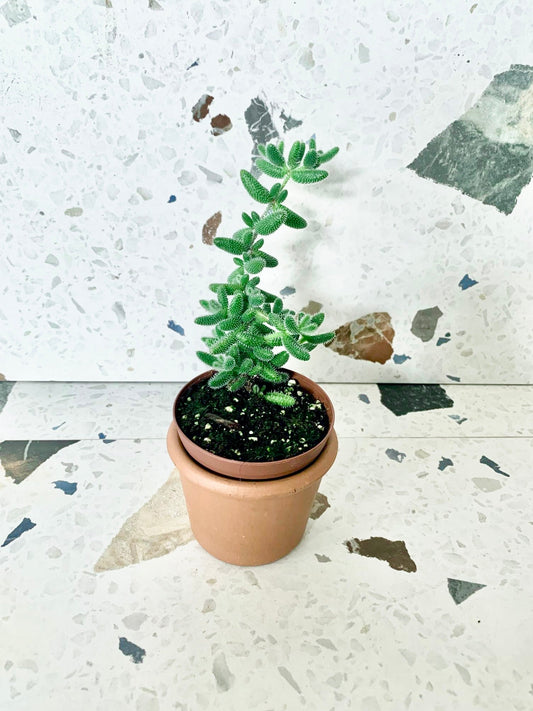 Pickle (Succulente) - Alma Plantes