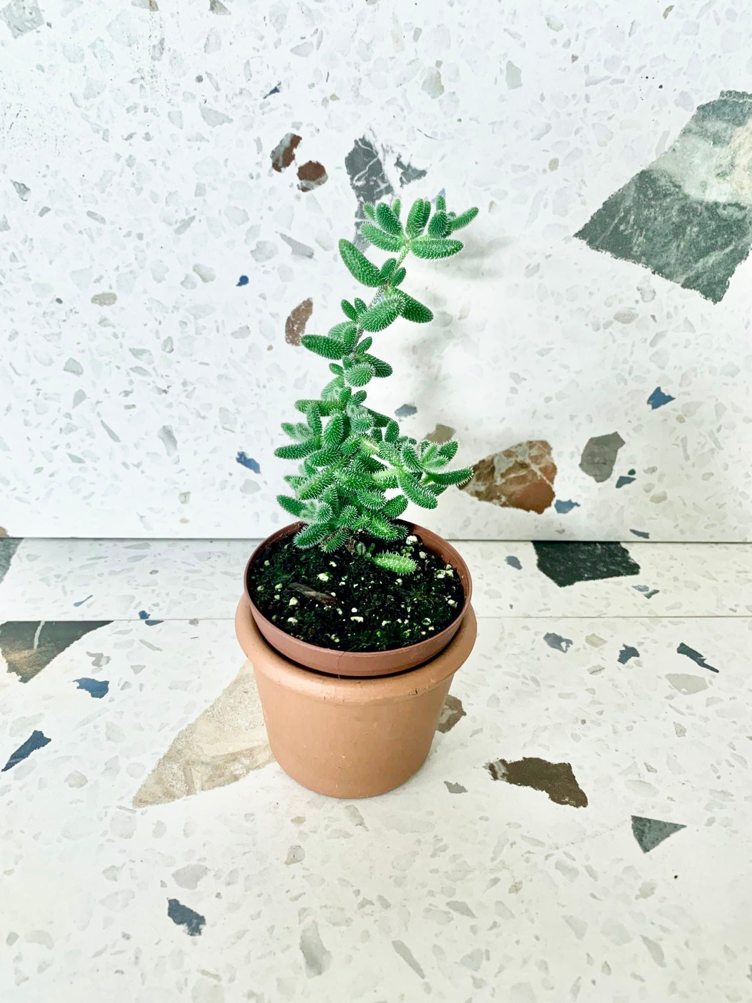 Pickle (Succulente) - Alma Plantes