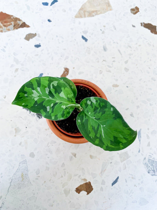 Pictum (Aglaonema) - Alma Plantes